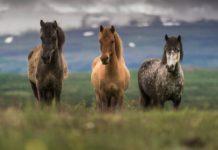 HORSEBACK RIDING IN ICELAND