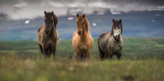 HORSEBACK RIDING IN ICELAND