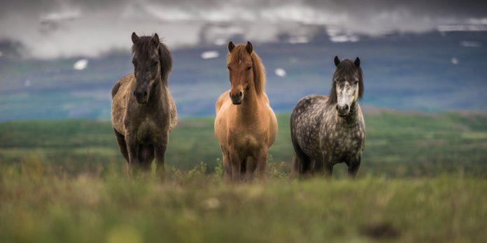 HORSEBACK RIDING IN ICELAND