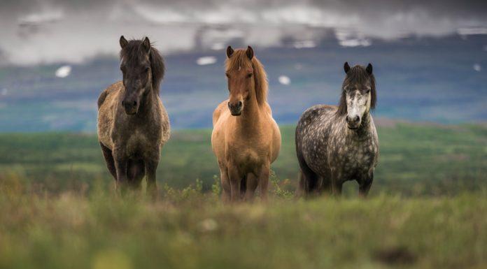HORSEBACK RIDING IN ICELAND HORSEBACK RIDING IN ICELAND