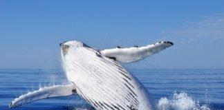 WHALE WATCHING IN ICELAND