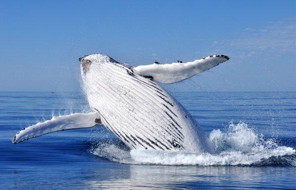 WHALE WATCHING IN ICELAND