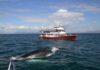 ELDING MAINTAINS VAKINN QUALITY AND GOLD ENVIRO STATUS! Whale Watching Iceland Humpback Boat Elding