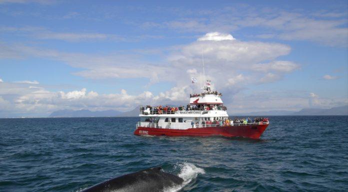 Whale Watching Iceland Humpback Boat Elding
