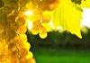An Introduction To Chardonnay