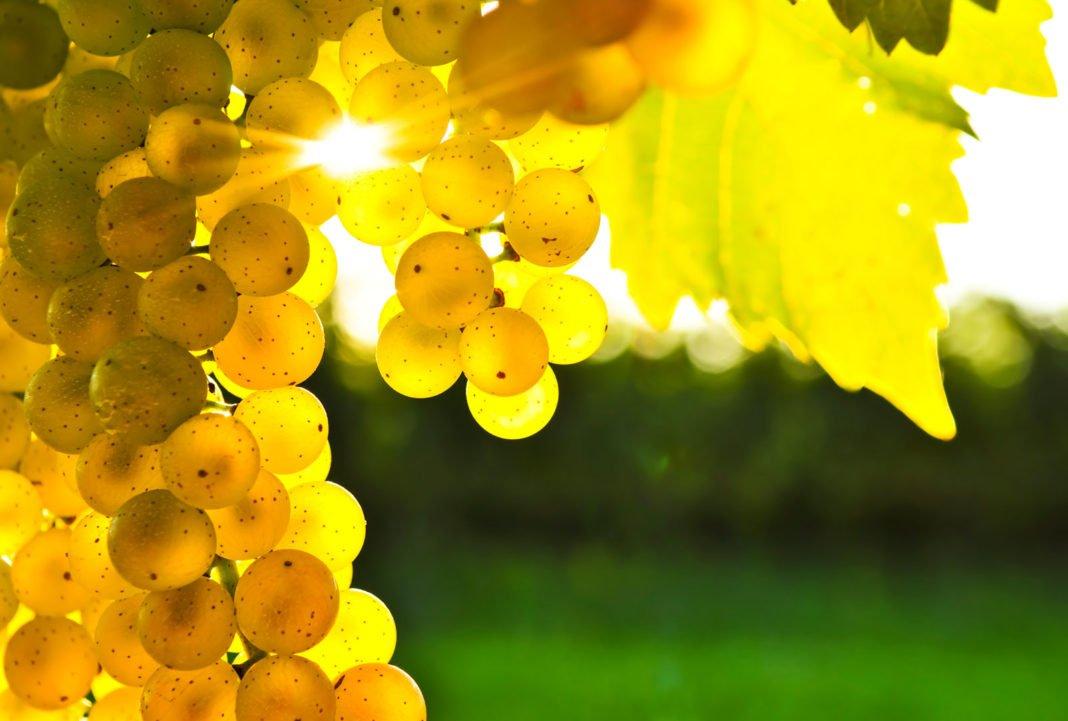 An Introduction To Chardonnay