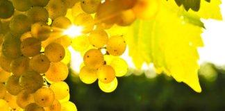 An Introduction To Chardonnay