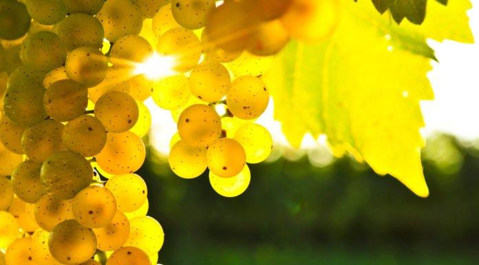 An Introduction To Chardonnay the most popular type of white wine An Introduction To Chardonnay