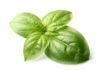 Basil The Sweet Herb