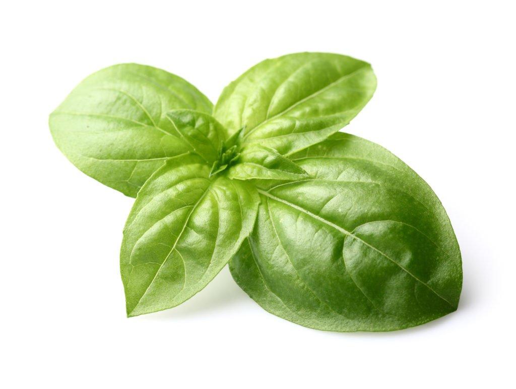 Basil The Sweet Herb