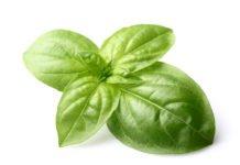 Basil The Sweet Herb