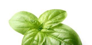 Basil The Sweet Herb