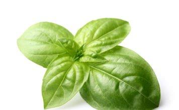 Basil The Sweet Herb