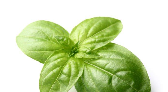 Basil The Sweet Herb