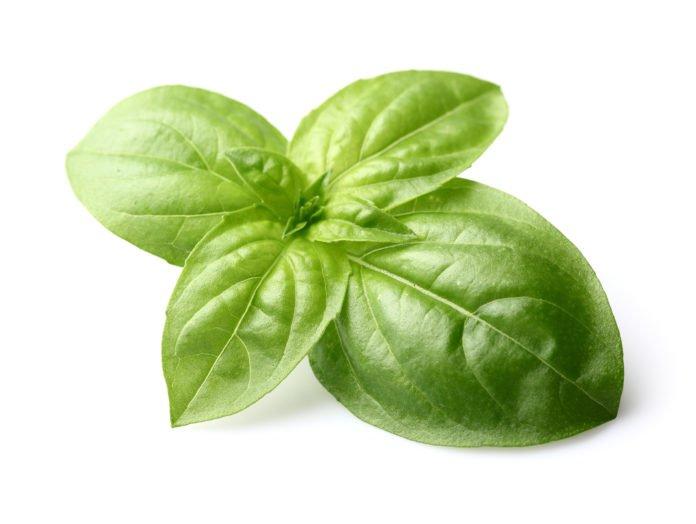 Basil The Sweet Herb