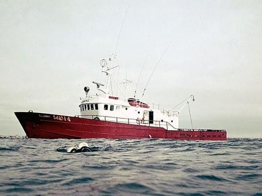 Elding Whale Watching In Iceland is 17 years old