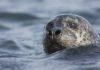 Seal Watching in Northern Iceland Seal Watching in Northern Iceland