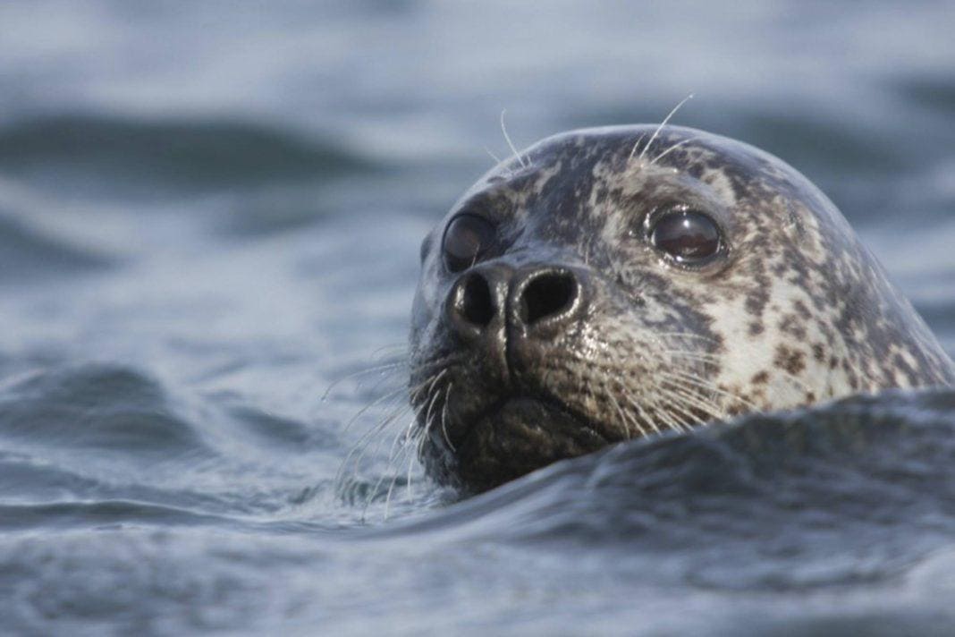 Seal Watching in Northern Iceland Seal Watching in Northern Iceland