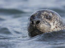 Seal Watching in Northern Iceland