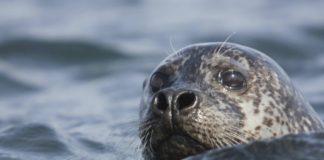 Seal Watching in Northern Iceland