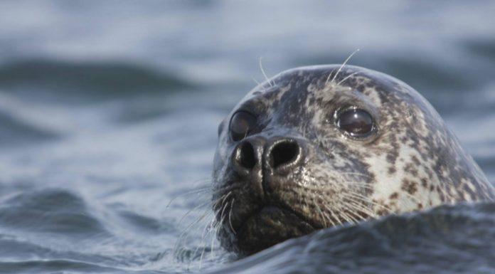 Seal Watching in Northern Iceland