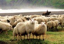 The Annual Sheep Roundup