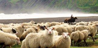 The Annual Sheep Roundup