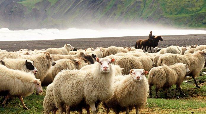 The Annual Sheep Roundup