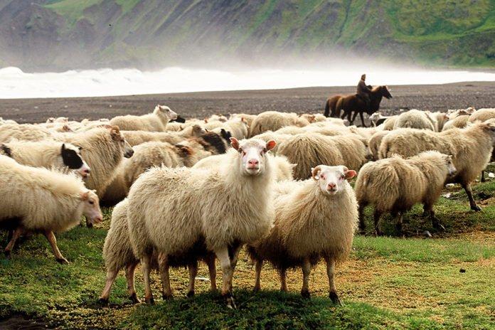 The Annual Sheep Roundup