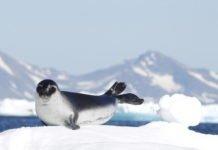 GREENLAND IS STILL AN ATTRACTIVE DESTINATION