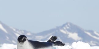 GREENLAND IS STILL AN ATTRACTIVE DESTINATION