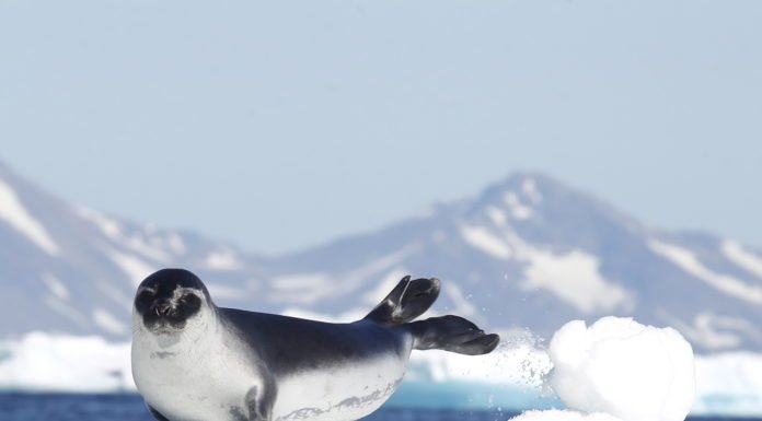 GREENLAND IS STILL AN ATTRACTIVE DESTINATION GREENLAND IS STILL AN ATTRACTIVE DESTINATION