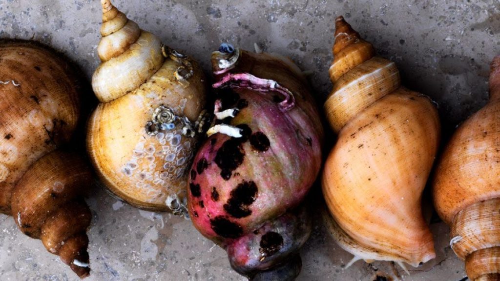 noma – Four-time World’s Best Restaurant!