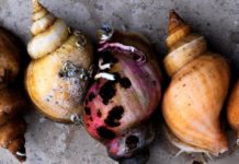 noma – Four-time World’s Best Restaurant!