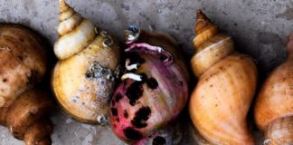 noma – Four-time World’s Best Restaurant!