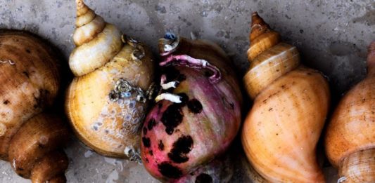 noma – Four-time World’s Best Restaurant!