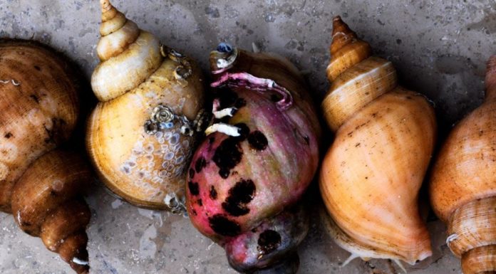 noma – Four-time World’s Best Restaurant! noma – Four-time World’s Best Restaurant!