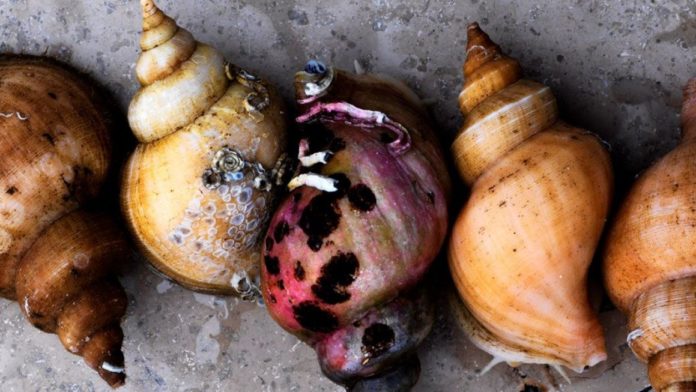 noma – Four-time World’s Best Restaurant! noma – Four-time World’s Best Restaurant!