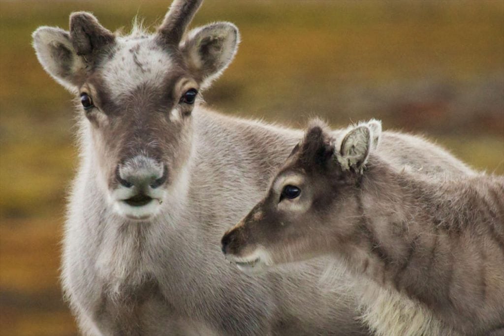 Svalbard Reindeer - urban and wild!