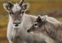 Svalbard Reindeer - urban and wild!