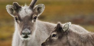 Svalbard Reindeer - urban and wild!
