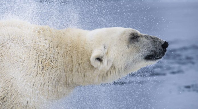 Welcome to Svalbard, the true Arctic and home to 3,000 polar bears! About Svalbard