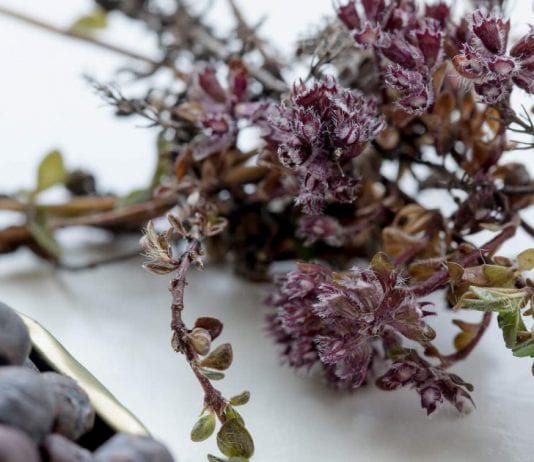 5 GREENLANDIC FOODS + 1 COCKTAIL TO TRY