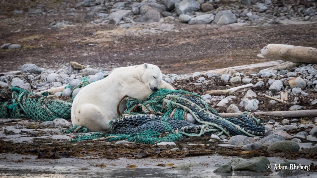 Arctic cruise with less plastic and more beach cleanups