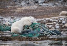 Arctic cruise with less plastic and more beach cleanups