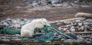 Arctic cruise with less plastic and more beach cleanups