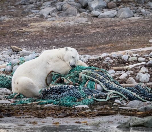 Arctic cruise with less plastic and more beach cleanups