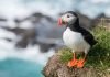 Puffin Iceland