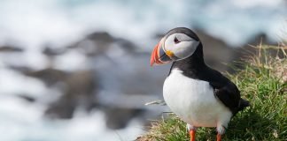 Puffin Iceland