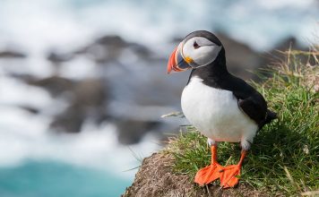 There are many places in Vestmannaeyjar / the Westman Islands of Iceland that are ideal for bird watching. Puffin Iceland